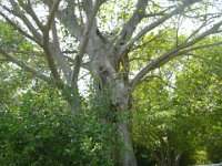 Indian Princess Camping Trip Bill Baggs Park Key Biscayne